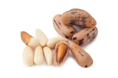 pine nuts in shell