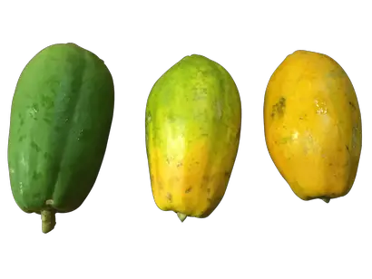 papaya ripe